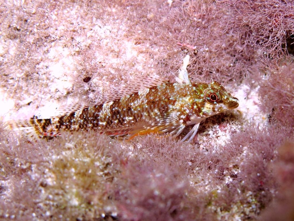 Tripterygion tartessicum(Carreras-C.,Pascual,Macpherson2007)